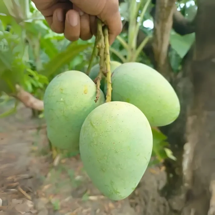 গোপালভোগ আম, Gopalvog mango