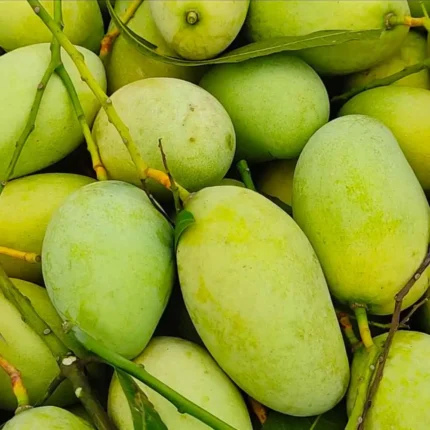 আমরুপালি আম, aamrupali mango