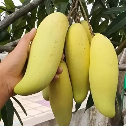 ব্যানানা আম