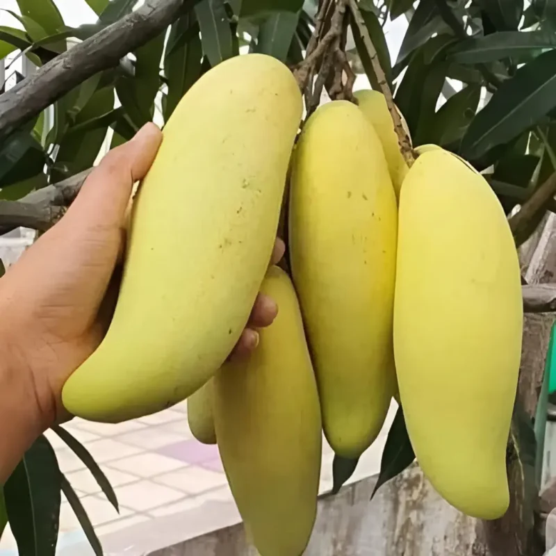 ব্যানানা আম