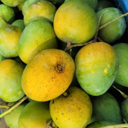 হিমসাগর আম, himsagor mango